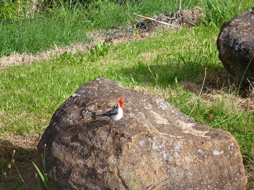 Red-crested or Brazilian Cardinal