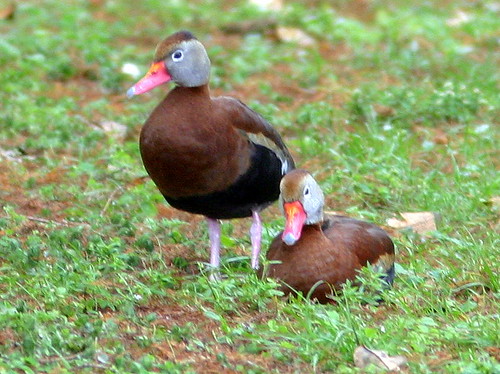 Black-bellied Whistling-Duck Wakodahatchee Wetlands 20090224