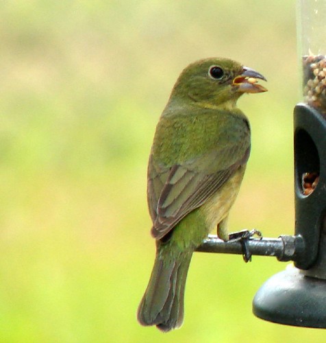 Green Painted Bunting