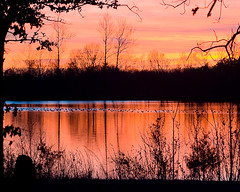 Lake and ducks at sunset