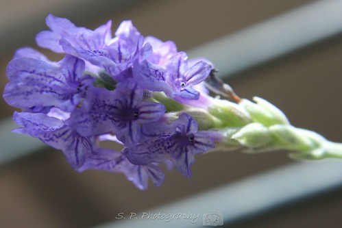 Lavendar flowers