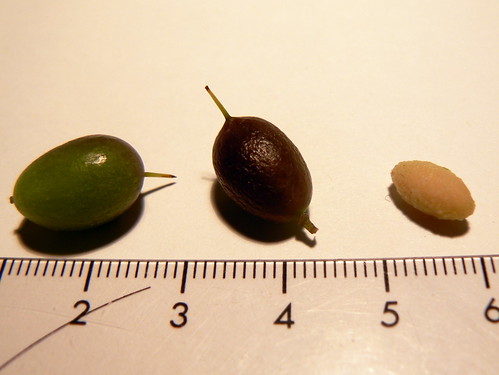 Persoonia pinifolia seeds