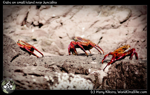 Crabs on small island near Juncalito