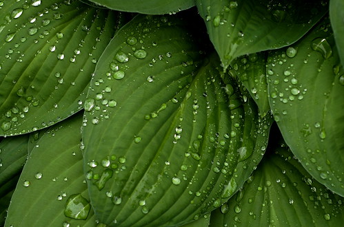 Rainy Day Garden - Hosta