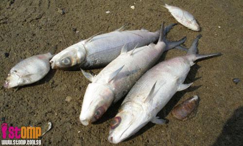 Dead fish at Kranji beach: Poisoned by polluted waters?