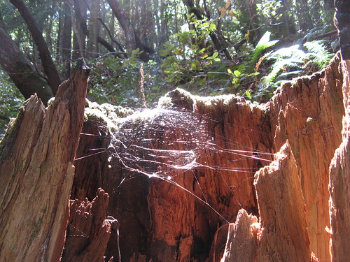 Spider webs in a tree stump