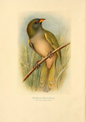 016- Verdon-Birds of La Plata  1920