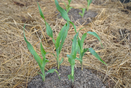 corn sprouts