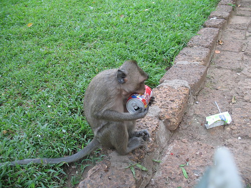 Monkey eats empty Coke can