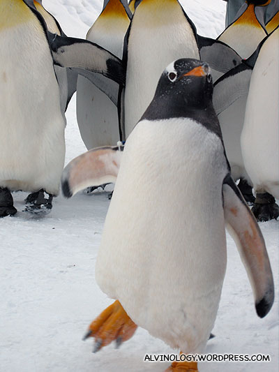 The smaller, mischievious Gentoo Penguin leading the King Penguins pack