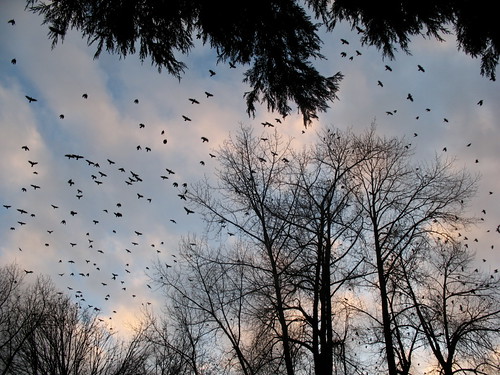 A lot of crows