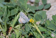 Acmon Blue Butterfly (closed)