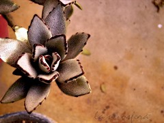 Lie to me (o Flor de arena (or sand flower))