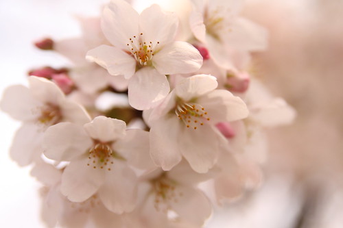 Cherry blossom -Satte no sakura 01-