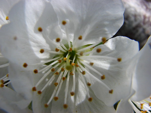 Cherry Blossom #2