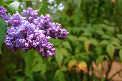 lilac is in bloom
