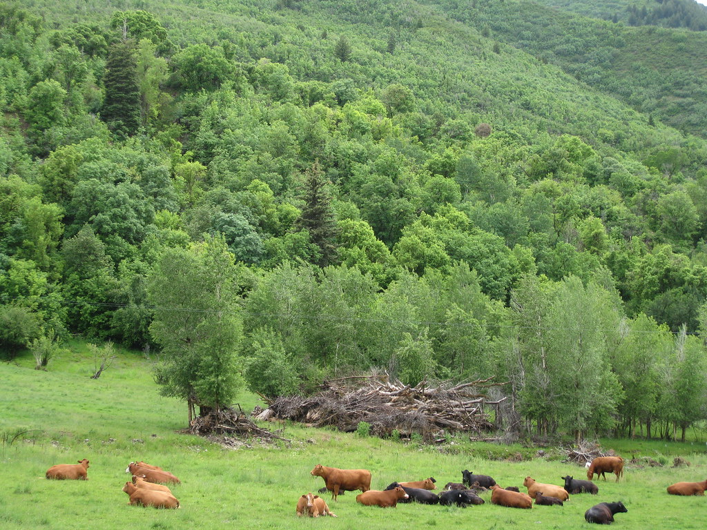 Cows, South Fork Canyon