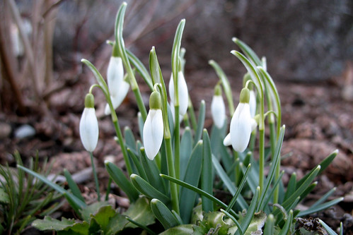 february flora - snowdrops