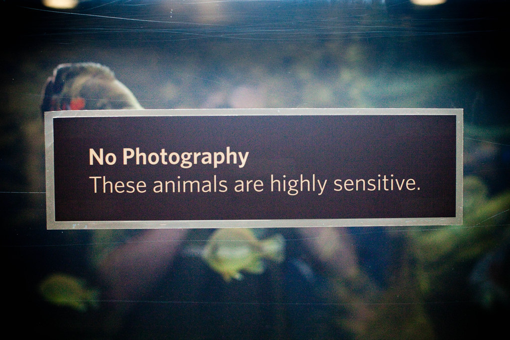 No Photography, These Animals Are Highly Sensitive