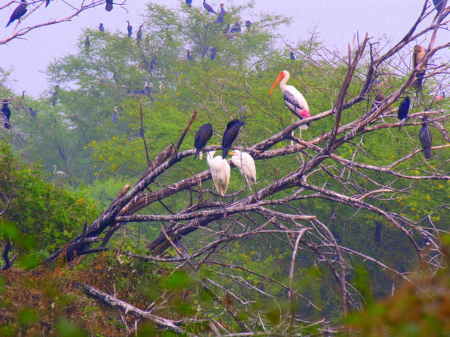 INDIA 0586.BHARATPUR KEOLADEO GHANA NP 巴拉德布尔 KEOLADEO GHANA国家公园