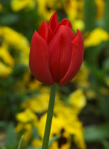 Red Tulip - IMGP0272
