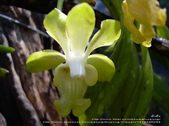 Vanda denisoniana ([E] --) Tags: plant orchid flower garden      vandadenisonianarchbf