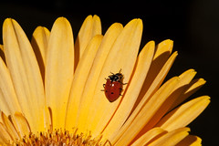 Ladybug Daisy