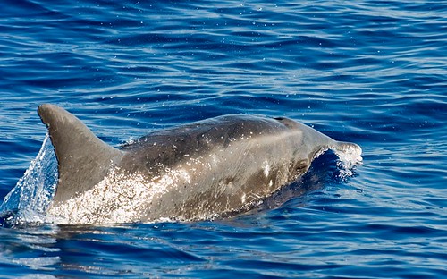 Rough-Toothed Dolphin (Steno bredanensis)