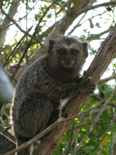 marmoset monkey, Ilha Grande