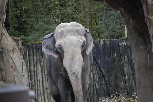 Oregon Zoo: Elephant