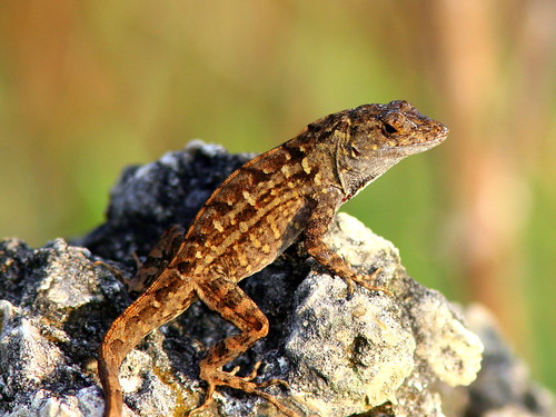 Brown Anole 20090402