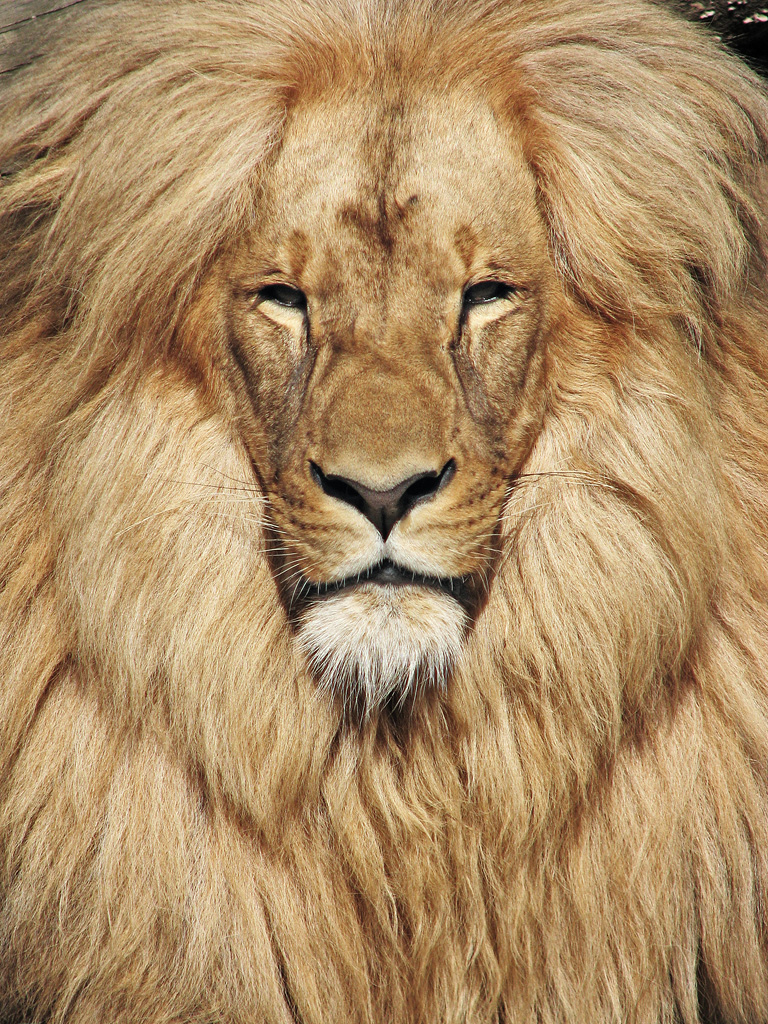 e Lion du Katanga