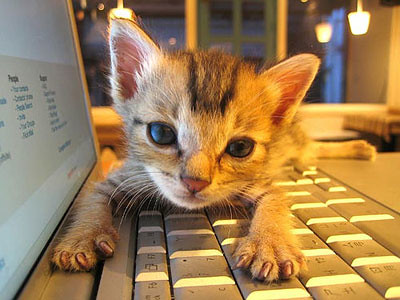 cat-on-keyboard