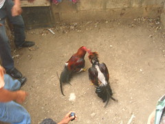 Cockfight near La Vega Vieja