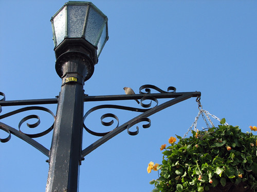 House Sparrow on Lamp
