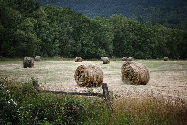Summer Harvest - Hay Bales