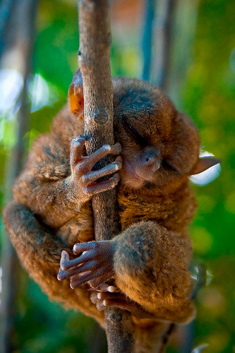 tarsier-philippines-12 by you.