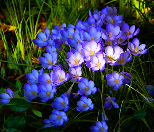 blue flowers bouquet. Blue Flower Bouquet