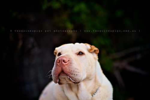 Beautiful face Lucy the Shar Pei by twoguineapigs pet photography dog photographer