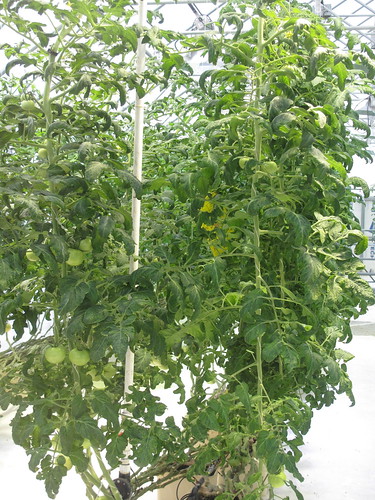 Geothermal Hydroponic Tomatoes