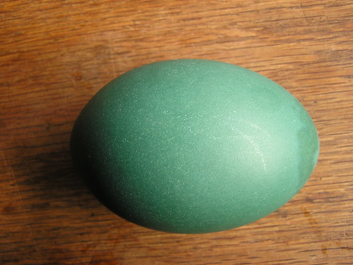 Emu Egg - Smooth Shell