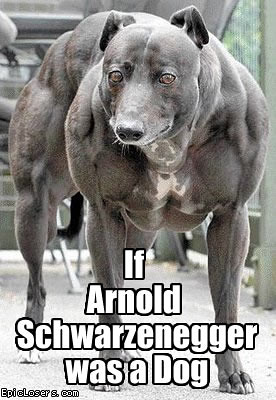 If Arnold Schwarzenegger was a Dog - LOLDogs