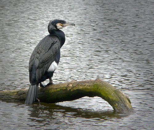 Cormorant at the swan pond 06Apr09