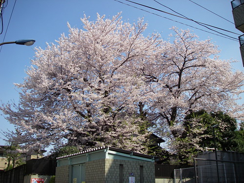 Neighborhood sakura
