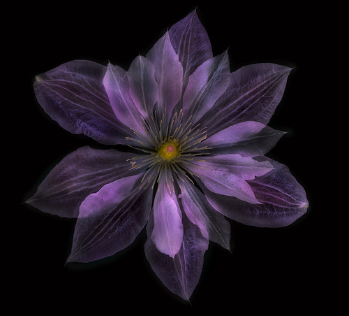Clematis to the Dark Side