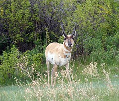 Antelope in Custer State Park