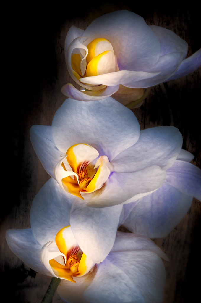 Orchid © Harold Davis