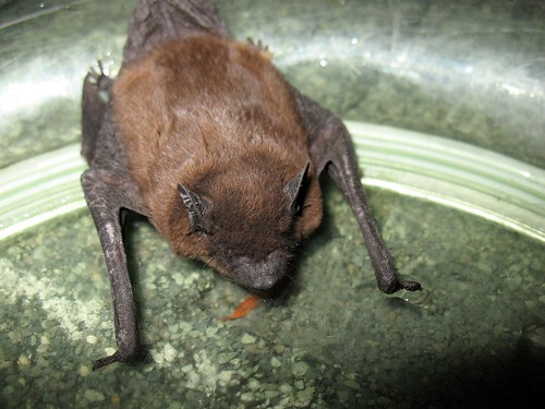 Big Brown Bat, Eptesicus fuscus
