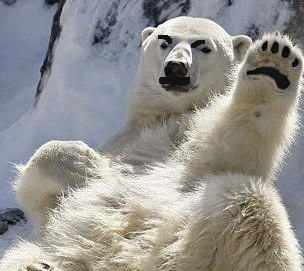Polar-bear-fun_1361212i.jpg