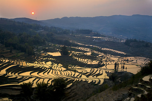 Terraced Rice Field of Yua Yang 元阳